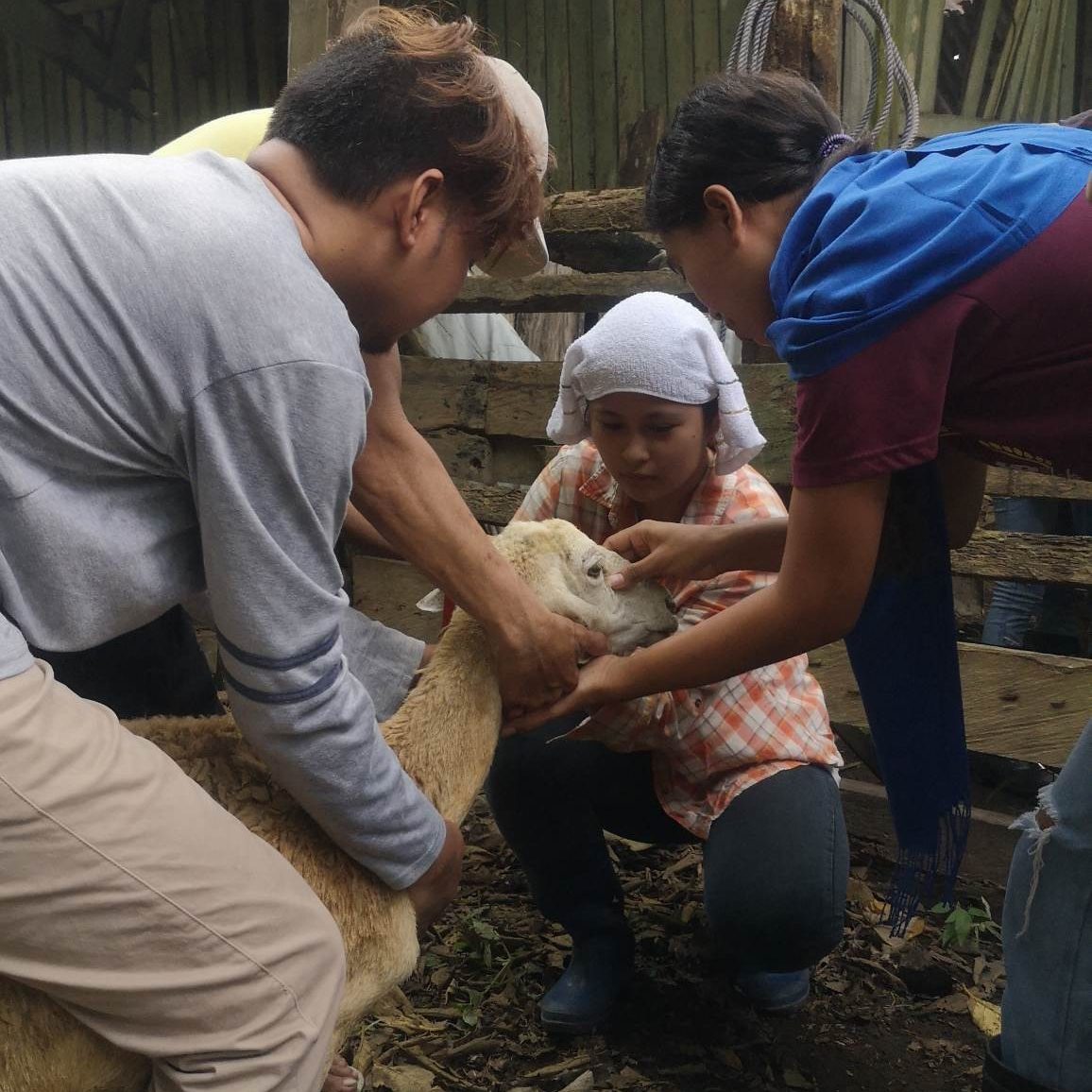 Gamelo injecting vitamins